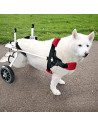 

Kelby - Dog Wheelchair for Disabled Dogs (Weight Range: 8-15 kg)