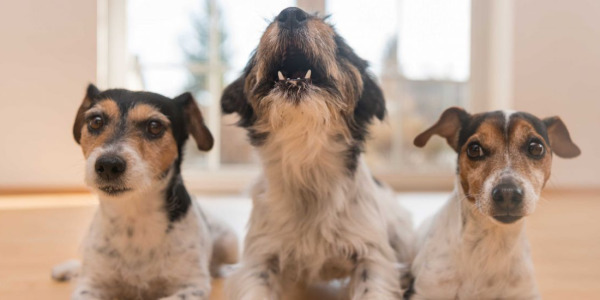 Anti aboiement chien voisin : Comment résoudre le problème avec les produits Waniche